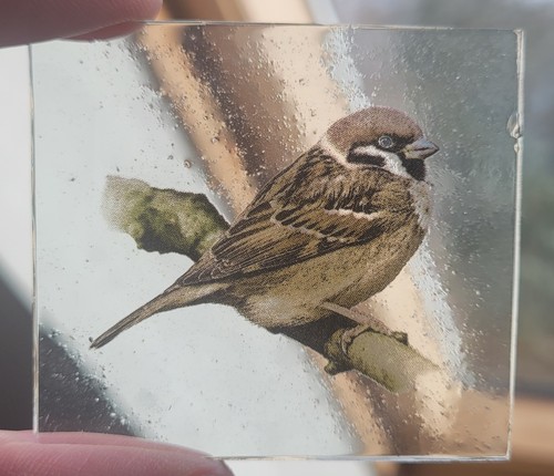 Stained glass sparrow bird - glass,
